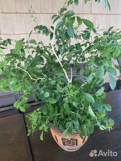 Кротон красный, желтый, мурайя