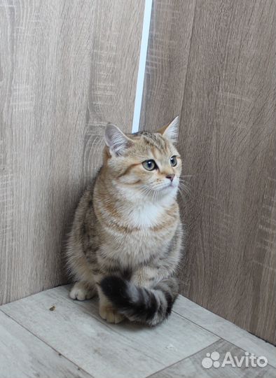 Шиншилловый окрас