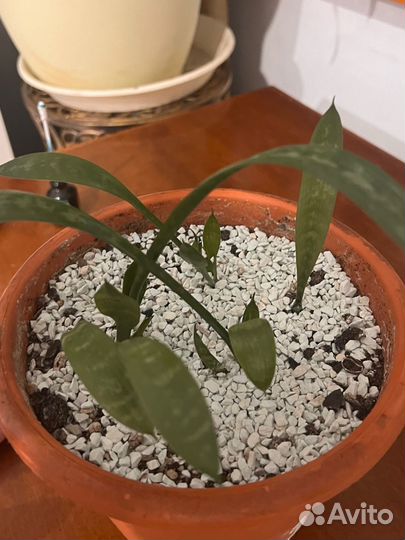 Сансевиерия, тещин язык