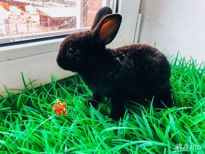 Карликовый кролик - лучший подарок для ребенка