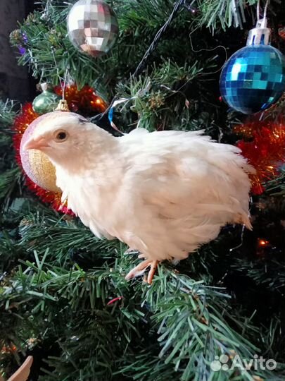 Яйца перепелиные Премиум класса