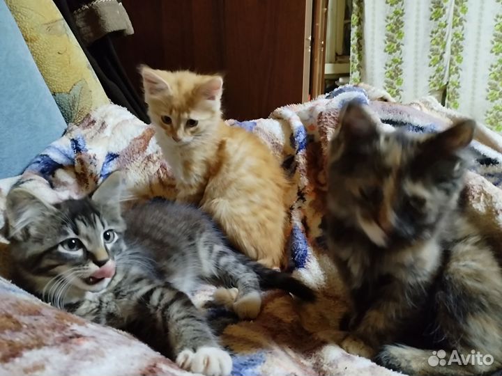 Отдам бесплатно