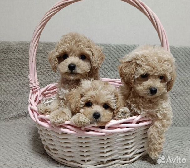 Мальтипу f1 mini