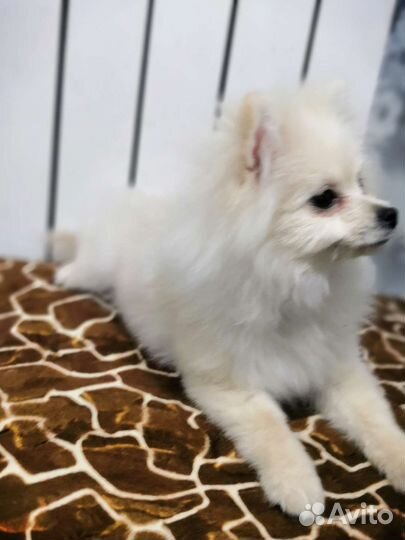 Маленькая собака шпиц