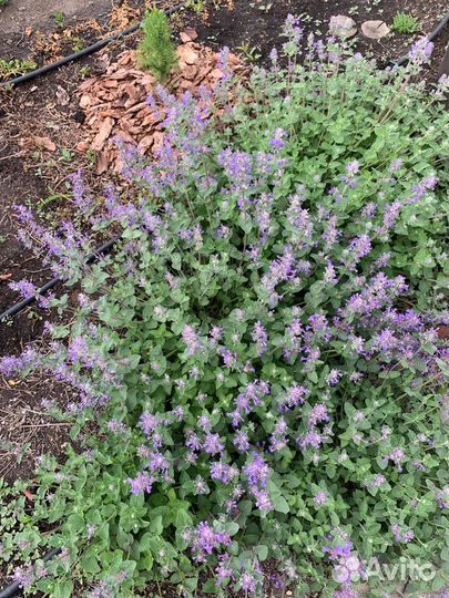 Почвопокровные многолетники