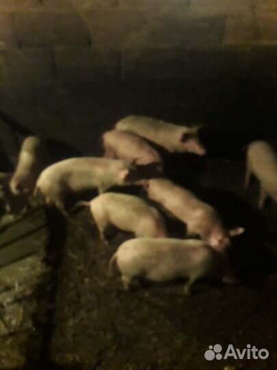 Поросята