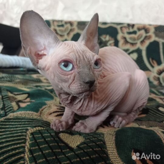 Канадский сфинкс