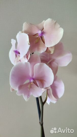 Орхидея фаленопсис