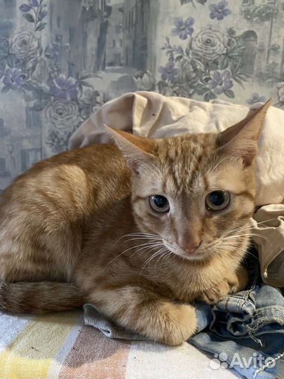 Рыжее счастье