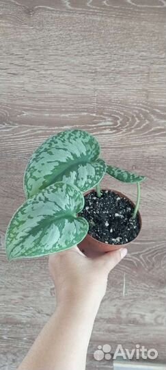 Сциндапсус эпипремнум