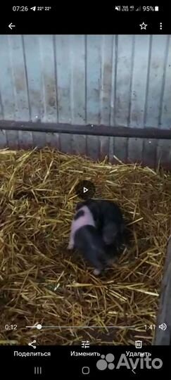 Вьетнамские вислобрюхие поросята