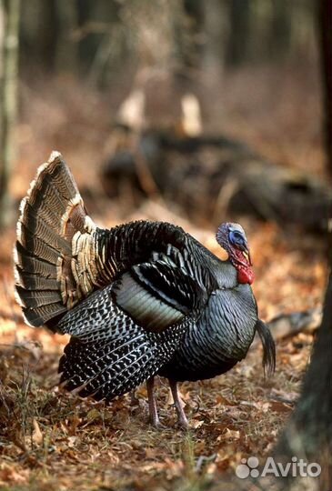 Яйцо инкубационное индейки и др. с/х птицы