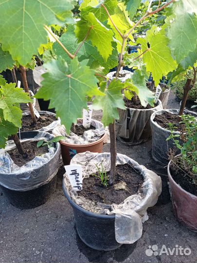 Саженцы винограда