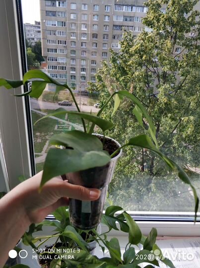 Рафидофора