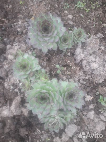 Молодило каменная роза