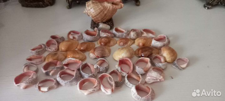Морские ракушки