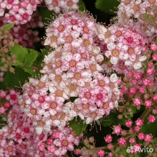 Спирея японская Манон (1 саженец в горшке 15-20 с