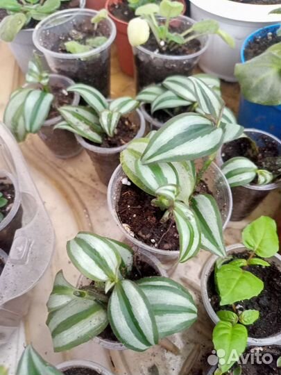 Традесканции сортовые