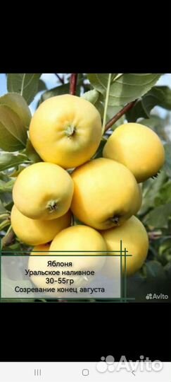 Лучшие саженцы Сибири и И.М. Мясникова