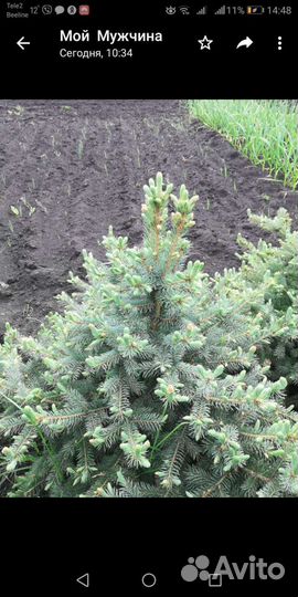 Голубая ель