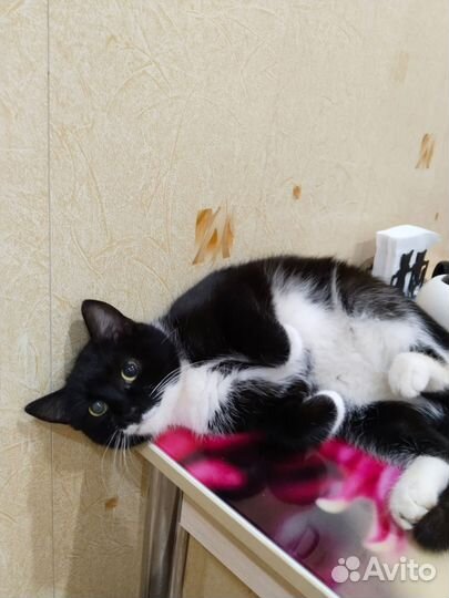 Кошки в добрые руки бесплатно