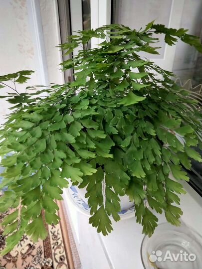 Волос Венеры