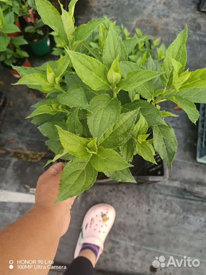 Гортензия оптом