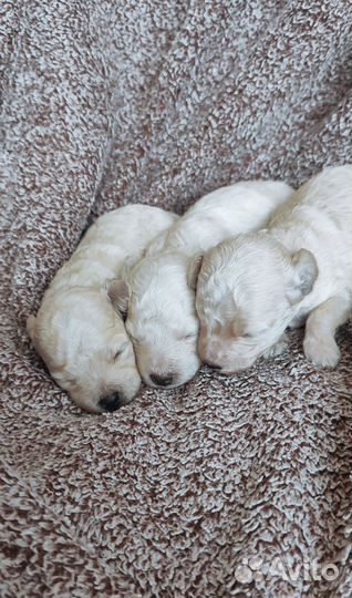 Девочка той-пудель