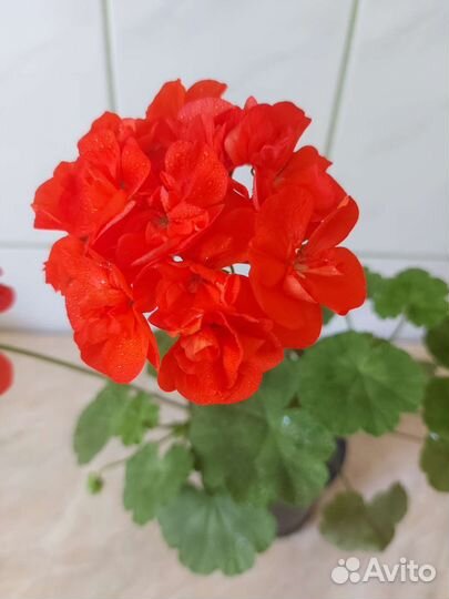 Пеларгония герань