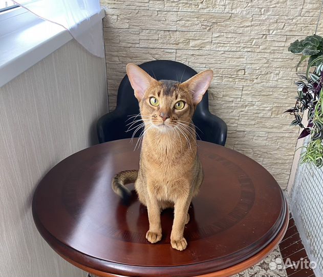 Передержка кошек/котов в домашних условиях