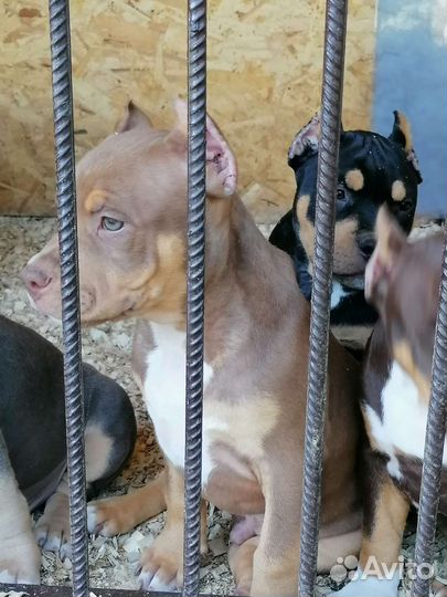 Американский булли xl, стандарт, покет