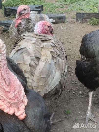 Индюки,домашние