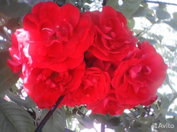 Плетистые розы саженцы