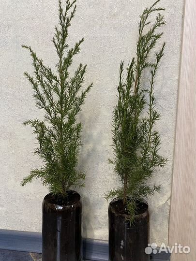 Можжевельник Скайрокет, Виргинский, Казацкий