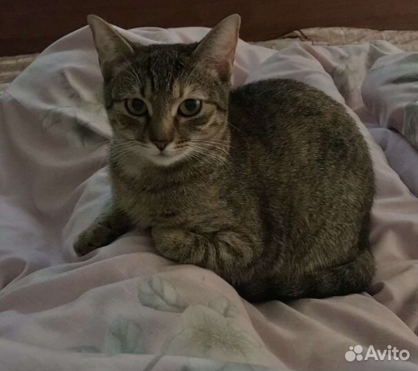Кошка