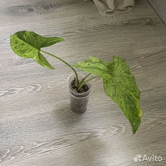 Сингониум моттлед