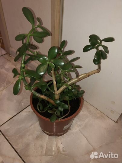 Толстянка (денежное дерево)