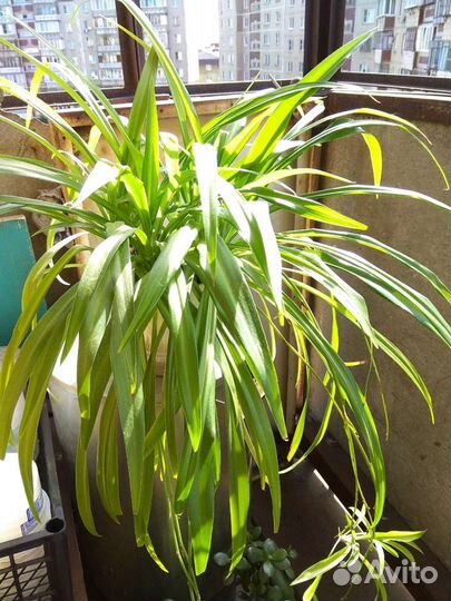 Комнатные растения