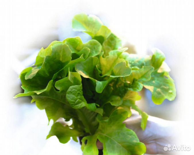 Семена Салата 