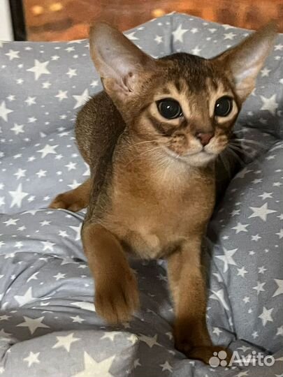 Абиссинский котик