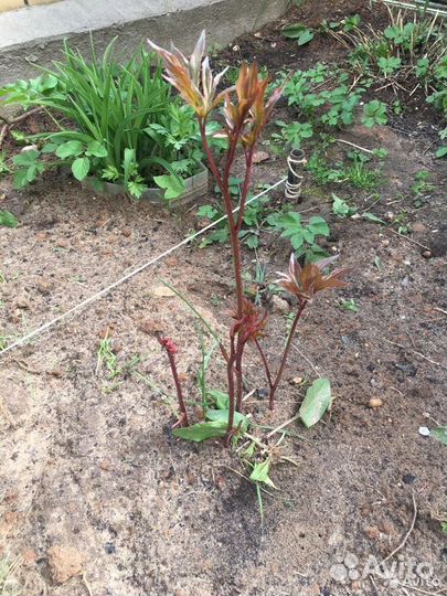 Пионы, флоксы многолетние