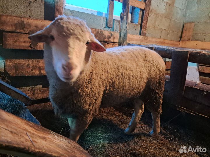 Баран породистый