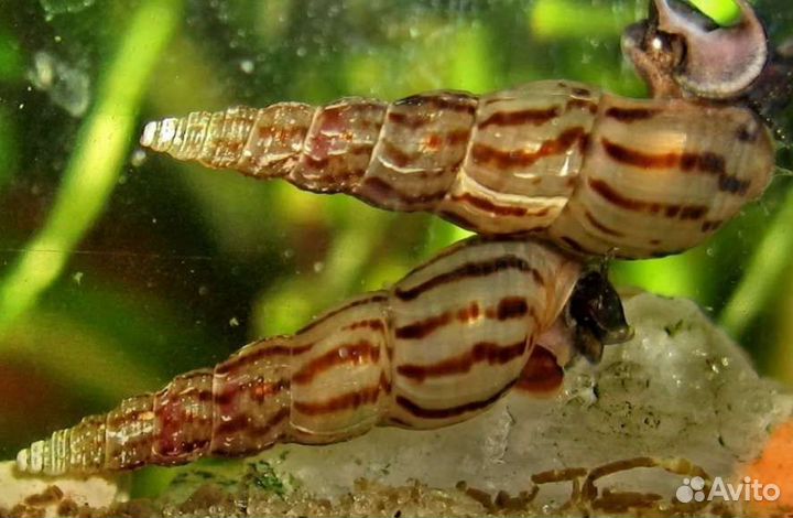 Улитки аквариумные катушки