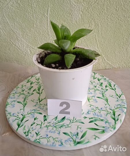 Суккуленты