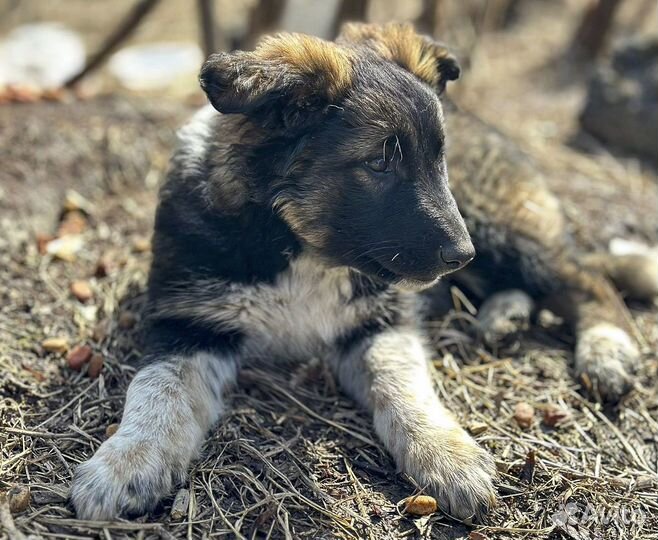 Сильва - крупная щенок-девочка в дар