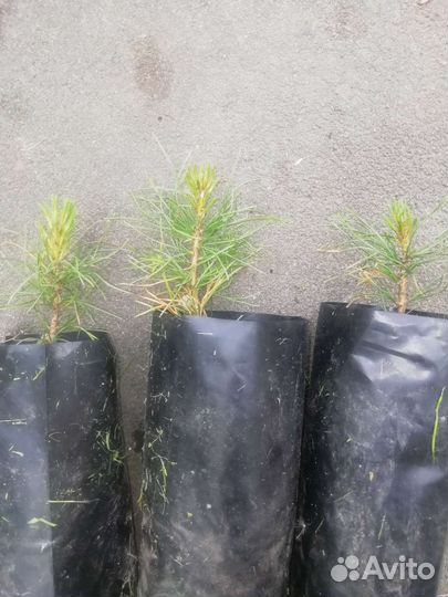 Саженцы сибирского кедра