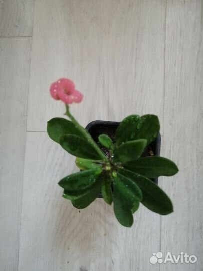 Комнатные цветы. Сансевиерия