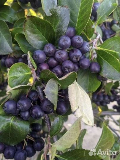 Черноплодная рябина ягоды