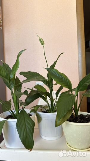 Спатифиллум