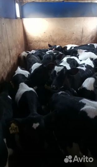 Бычки и телята